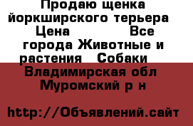 Продаю щенка йоркширского терьера  › Цена ­ 20 000 - Все города Животные и растения » Собаки   . Владимирская обл.,Муромский р-н